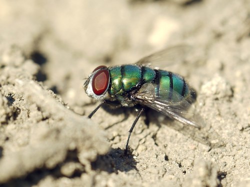 Banded Blowfly