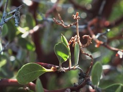 Pseudovates arizonae