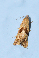 Eugnosta bimaculana