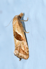 Eugnosta bimaculana