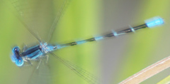 Argia leonorae