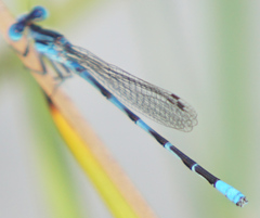 Argia leonorae