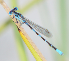 Argia leonorae