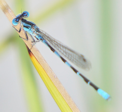 Argia leonorae