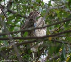 Nycticorax nycticorax
