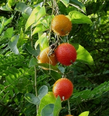 Momordica cochinchinensis