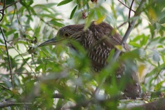 Nycticorax nycticorax