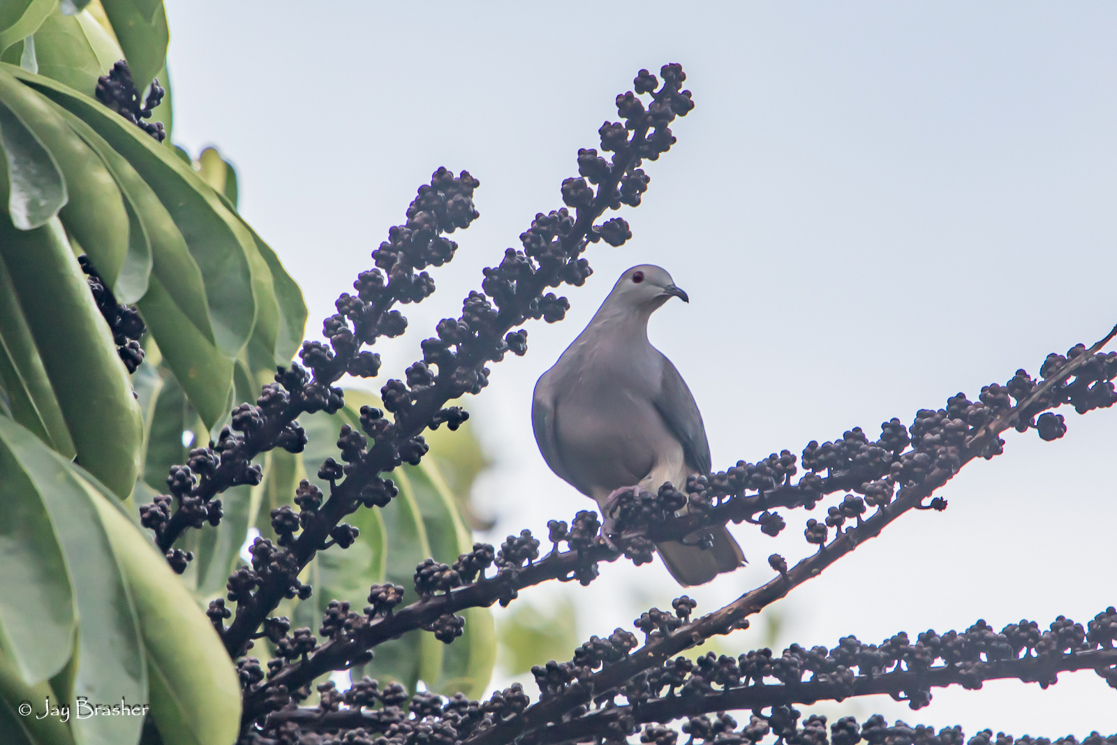 Barking Imperial Pigeon (Ducula latrans), photo 3