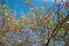 Malus sieversii