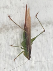 Conocephalus