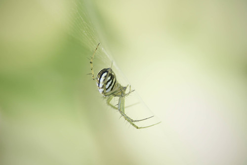 lined orbweaver