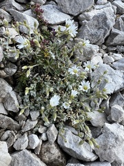 Cerastium decalvans
