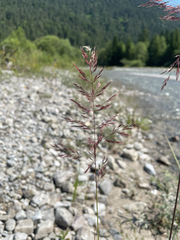 author not stated, no rights reserved Calamagrostis pseudophragmites, photograph author not stated, no rights reserved