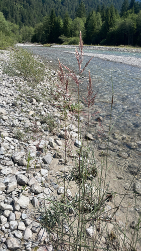 Calamagrostis pseudophragmites, photograph 1