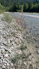 author not stated, no rights reserved Calamagrostis pseudophragmites, photograph author not stated, no rights reserved