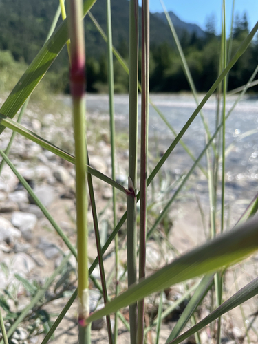 Calamagrostis pseudophragmites, photograph 3