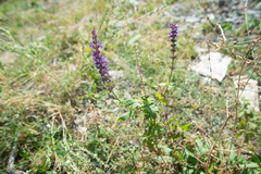 Salvia deserta