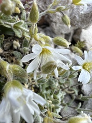 Cerastium decalvans, photograph Mirko Ubović, CC0, iNaturalist via GBIF