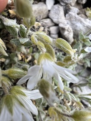 Cerastium decalvans, photograph Mirko Ubović, CC0, iNaturalist via GBIF