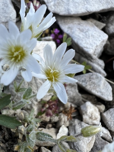 Cerastium decalvans, photograph 3