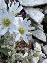 Cerastium decalvans, photograph Mirko Ubović, CC0, iNaturalist via GBIF