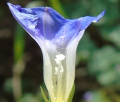 Ipomoea meyeri