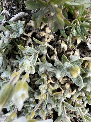 Cerastium decalvans, photograph 4