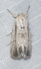 Catabenoides