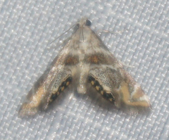Petrophila heppneri