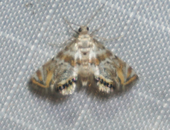 Petrophila heppneri