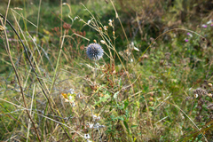 Echinops chantavicus