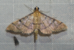 Blepharomastix ranalis