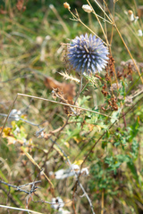 Echinops chantavicus