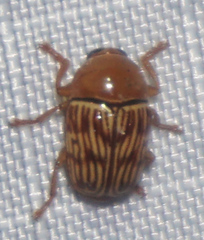 Cryptocephalus fulguratus