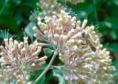 Salpianthus arenarius