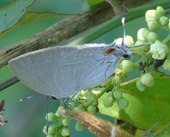 Ostrinotes halciones