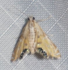 Petrophila daemonalis