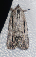 Catabenoides