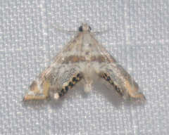 Petrophila heppneri