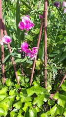 Xylocopa
