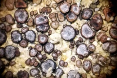 Acarospora obpallens