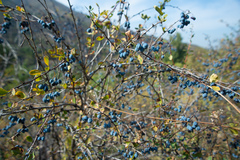 Berberis sphaerocarpa