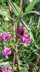 Xylocopa