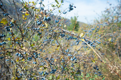 Berberis sphaerocarpa