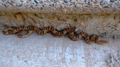 Trimorphodon paucimaculatus