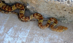 Trimorphodon paucimaculatus