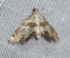 Petrophila heppneri