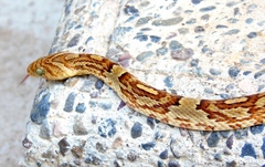 Trimorphodon paucimaculatus