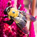 Virginia Carpenter Bee - Photo (c) BJ Stacey, some rights reserved (CC BY-NC), uploaded by BJ Stacey