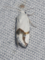 Ponometia dorneri